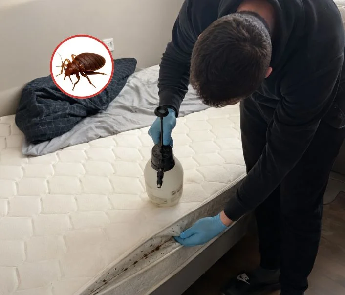 Technicien traitant un matelas contre les punaises de lit à Saint-Ouen-en-Brie